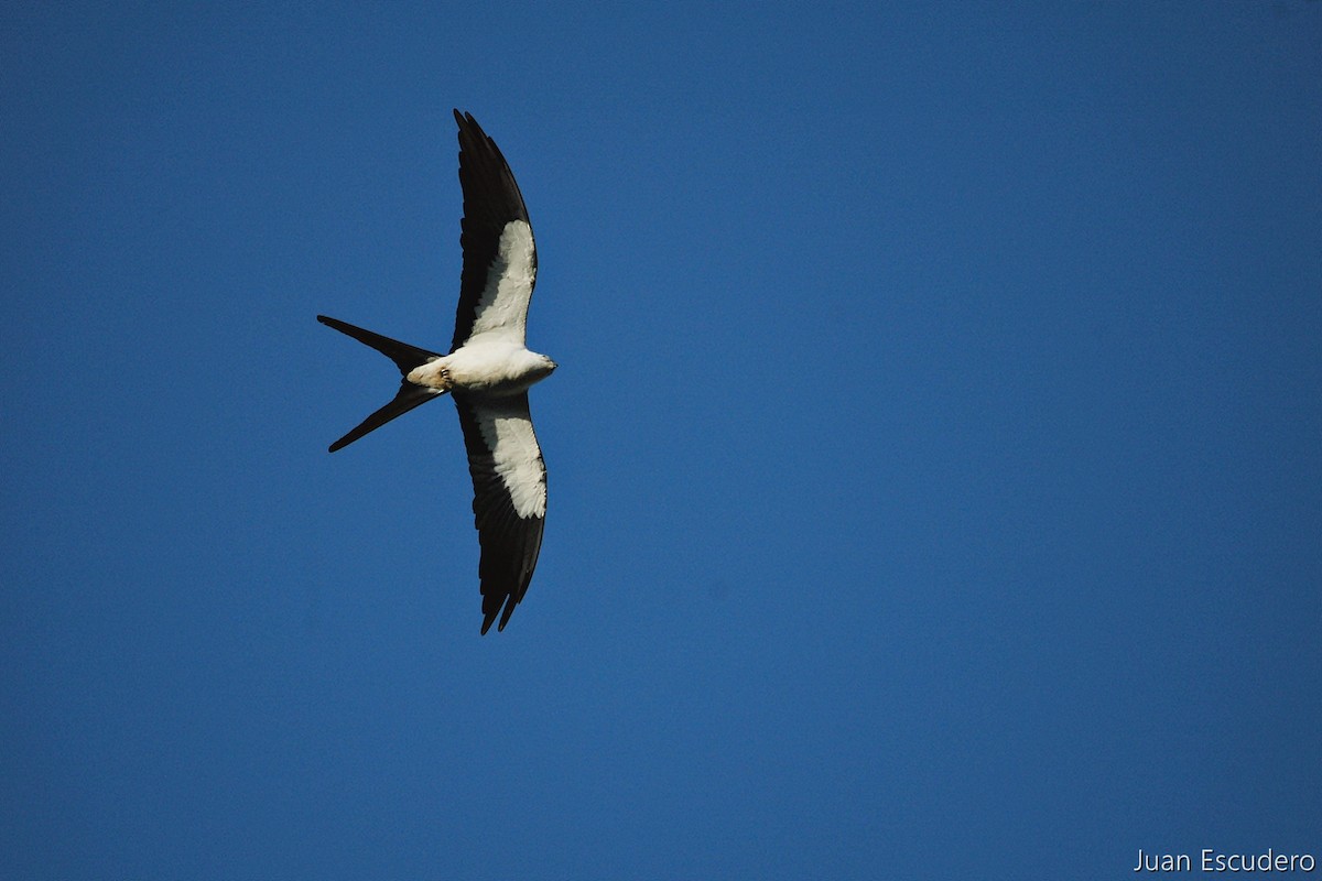 Swallow-tailed Kite - Juan Escudero
