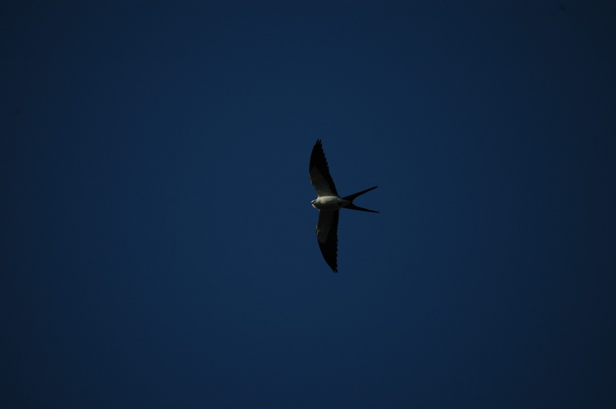 Swallow-tailed Kite - ML286577311