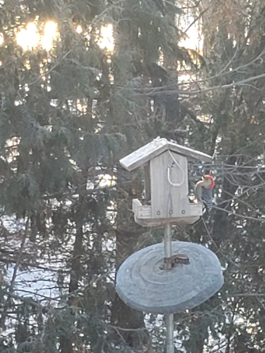 Red-bellied Woodpecker - ML286580811
