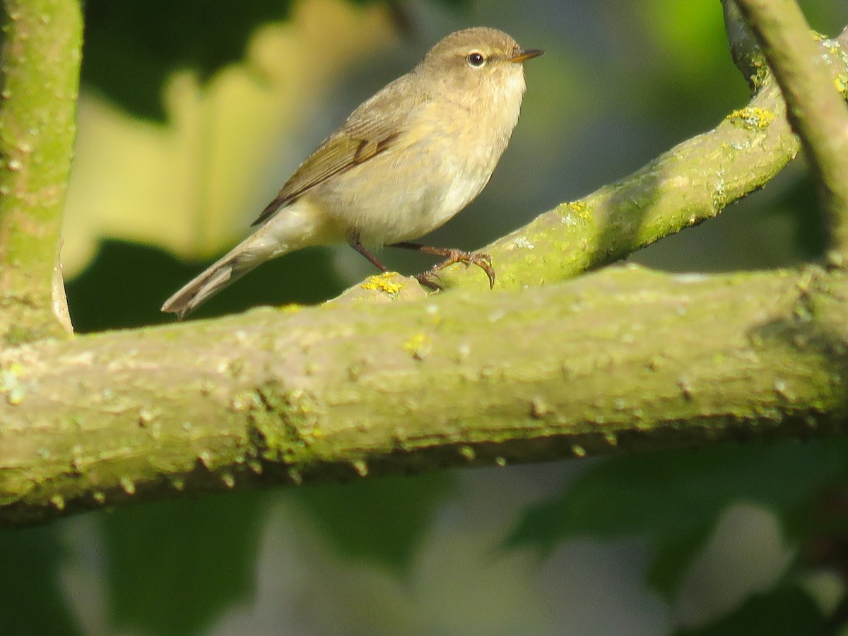 Common Chiffchaff - Lynne Parks