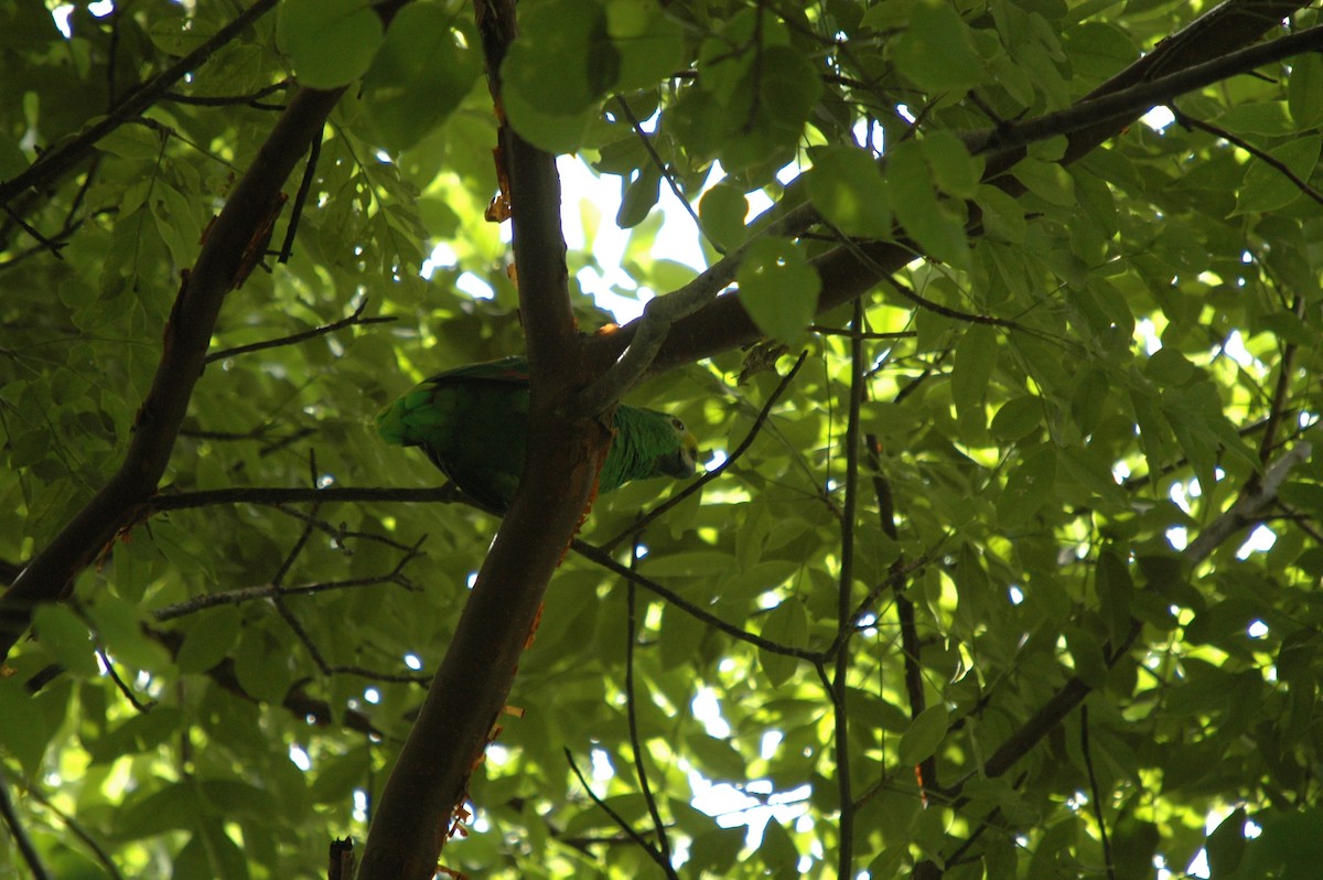 Yellow-crowned Parrot - ML286591291