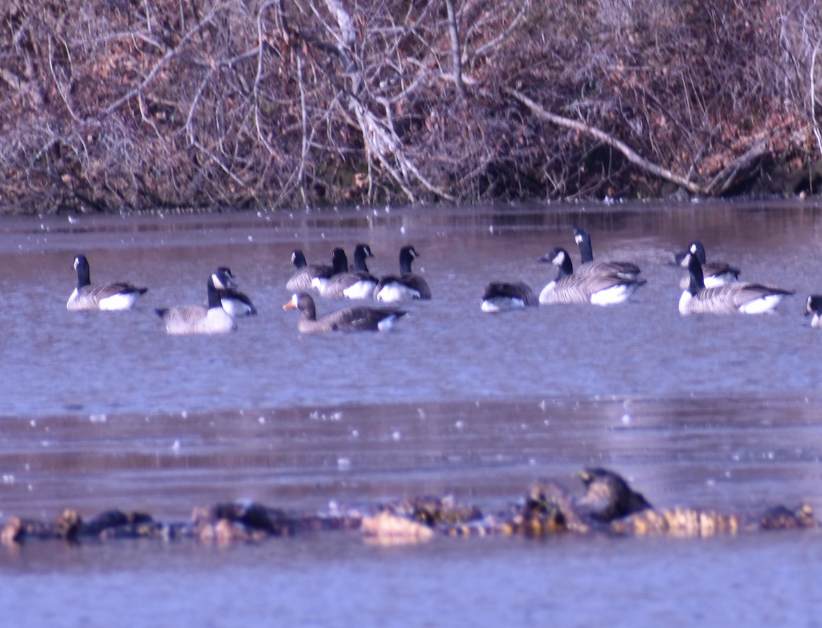 Greater White-fronted Goose - ML286600981