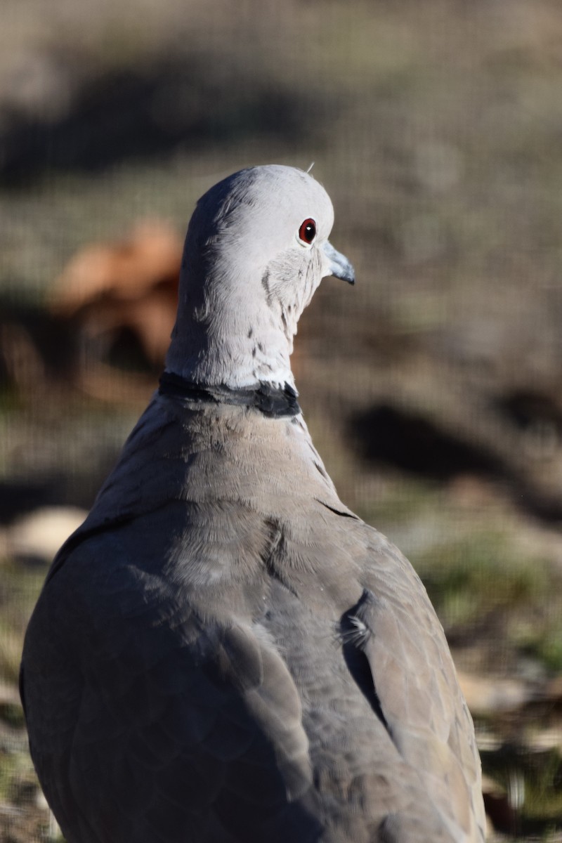 Eurasian Collared-Dove - ML286604191