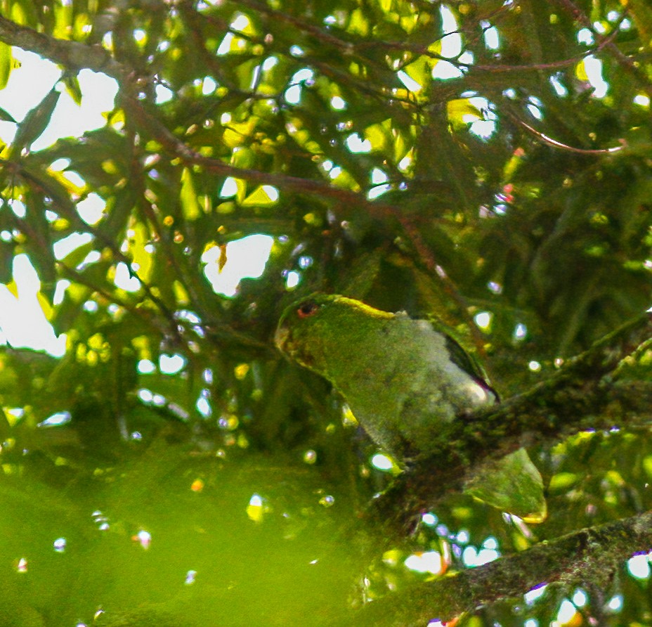 Brown-backed Parrotlet - ML286607131
