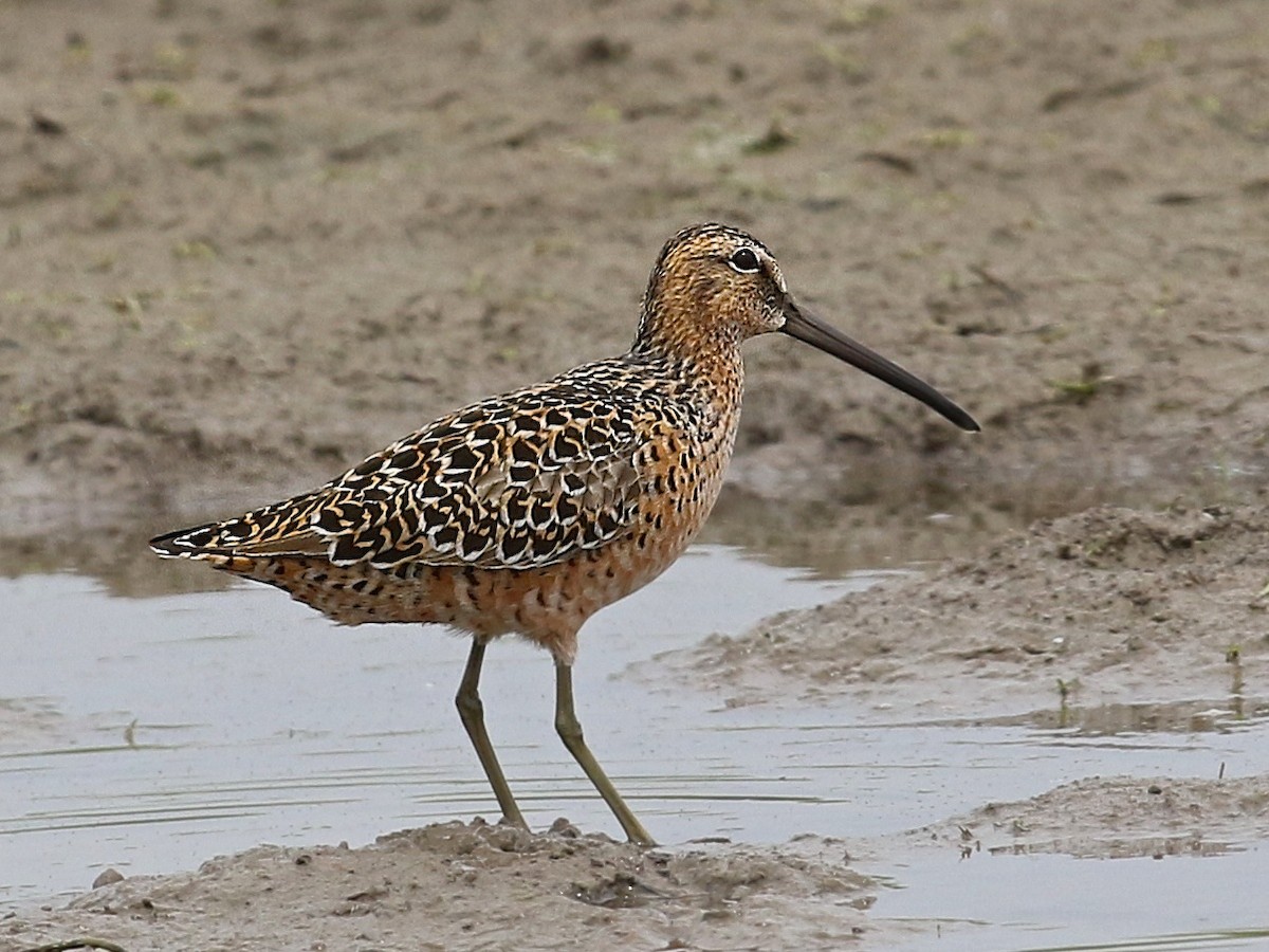 Long-billed Dowitcher - ML28660721