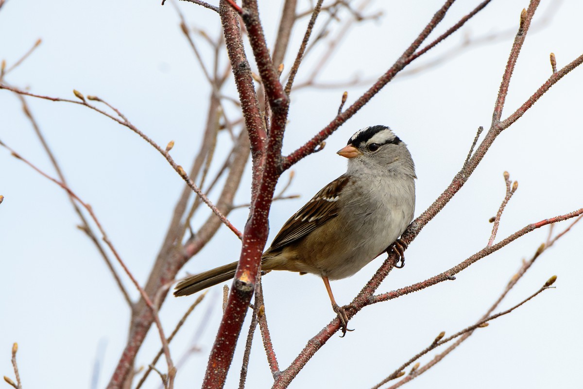 White-crowned Sparrow - Vicki St Germaine