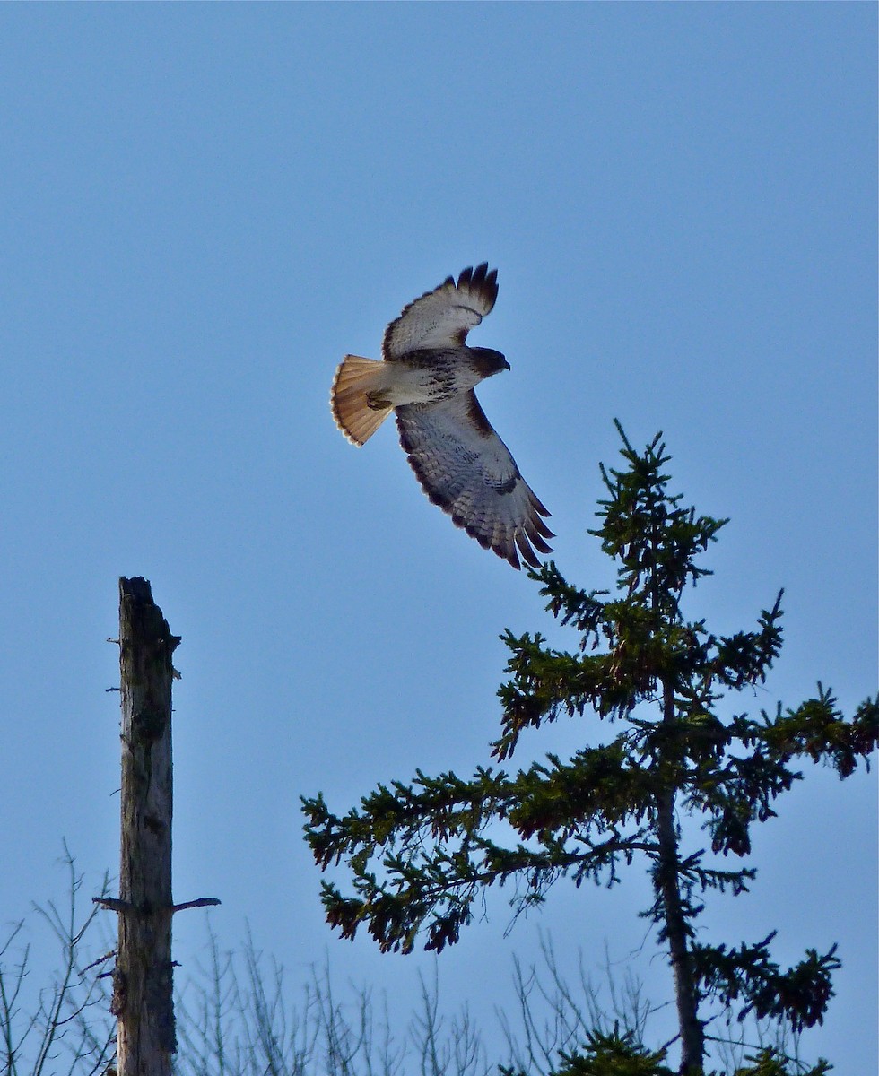 Red-tailed Hawk (abieticola) - Rick Whitman