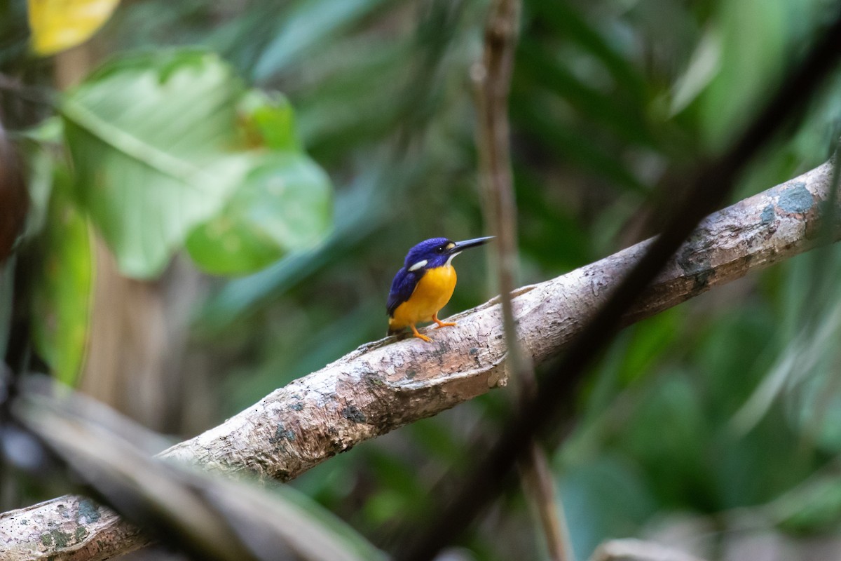 Papuan Dwarf-Kingfisher - ML286615001