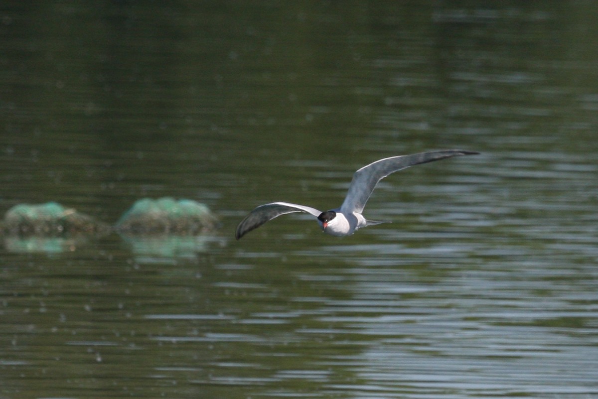 Common Tern - ML286615901
