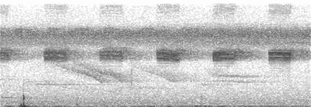 Band-tailed Manakin - ML286616641