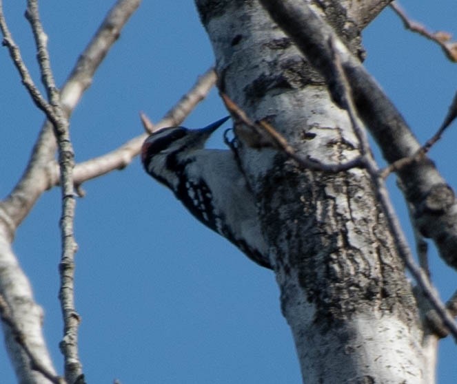 Hairy Woodpecker (Eastern) - ML286624101