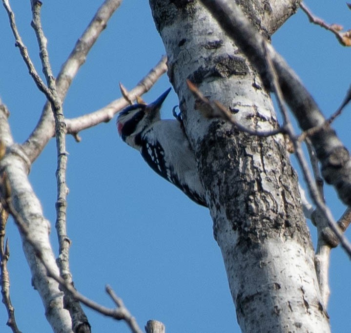 Hairy Woodpecker (Eastern) - Suzanne Cadwell