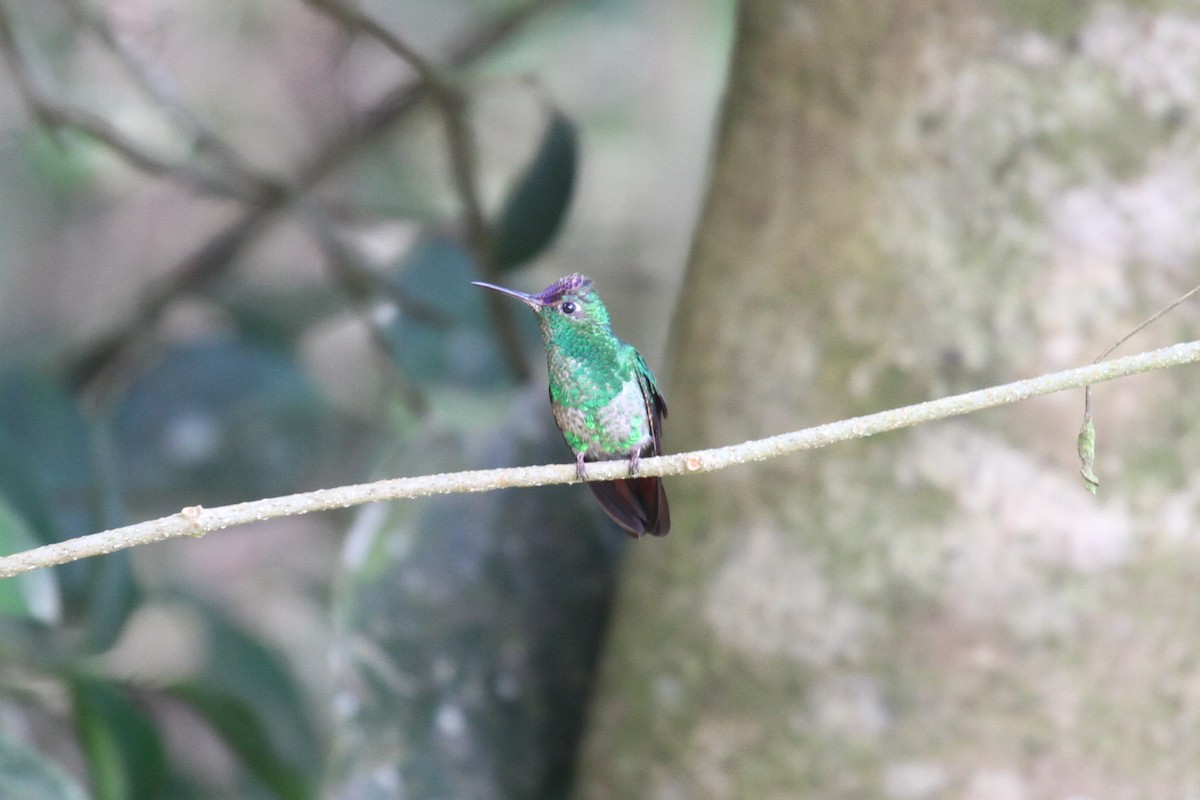 Violet-capped Hummingbird - ML286627221