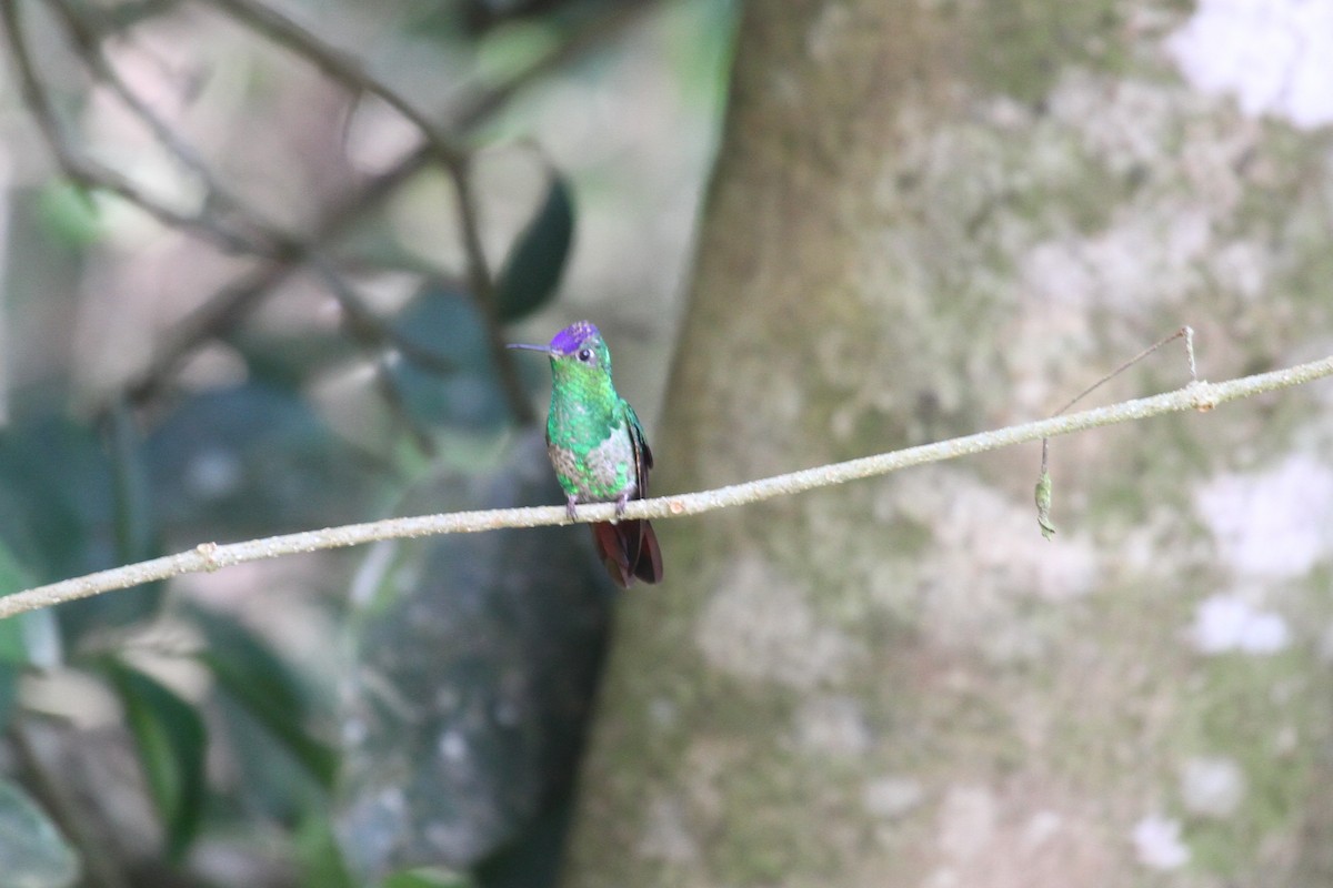 Violet-capped Hummingbird - ML286627251