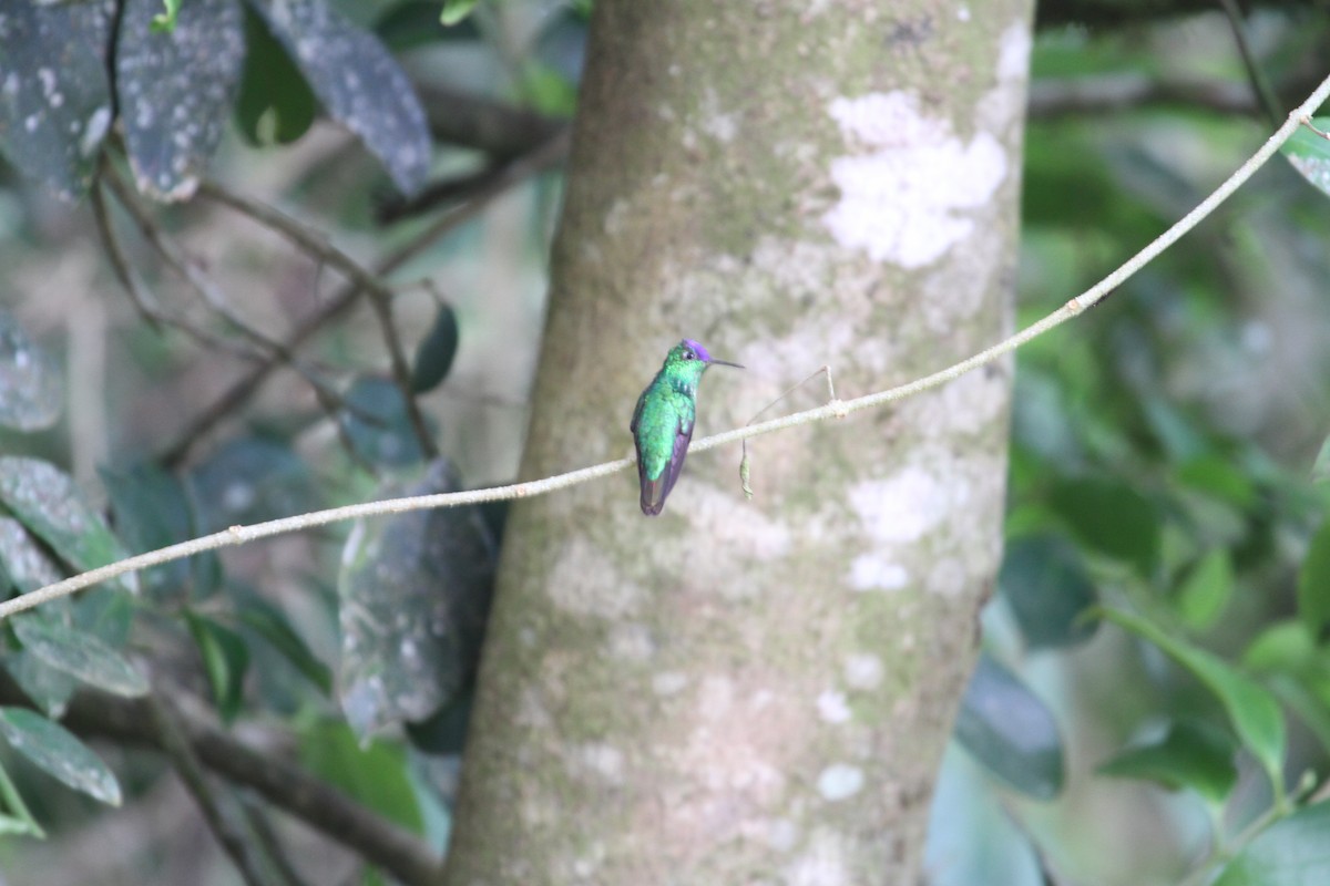 Violet-capped Hummingbird - ML286627271