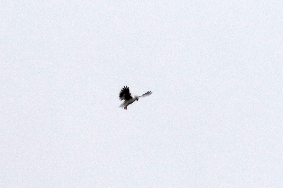 Black-winged Kite - ML286627281