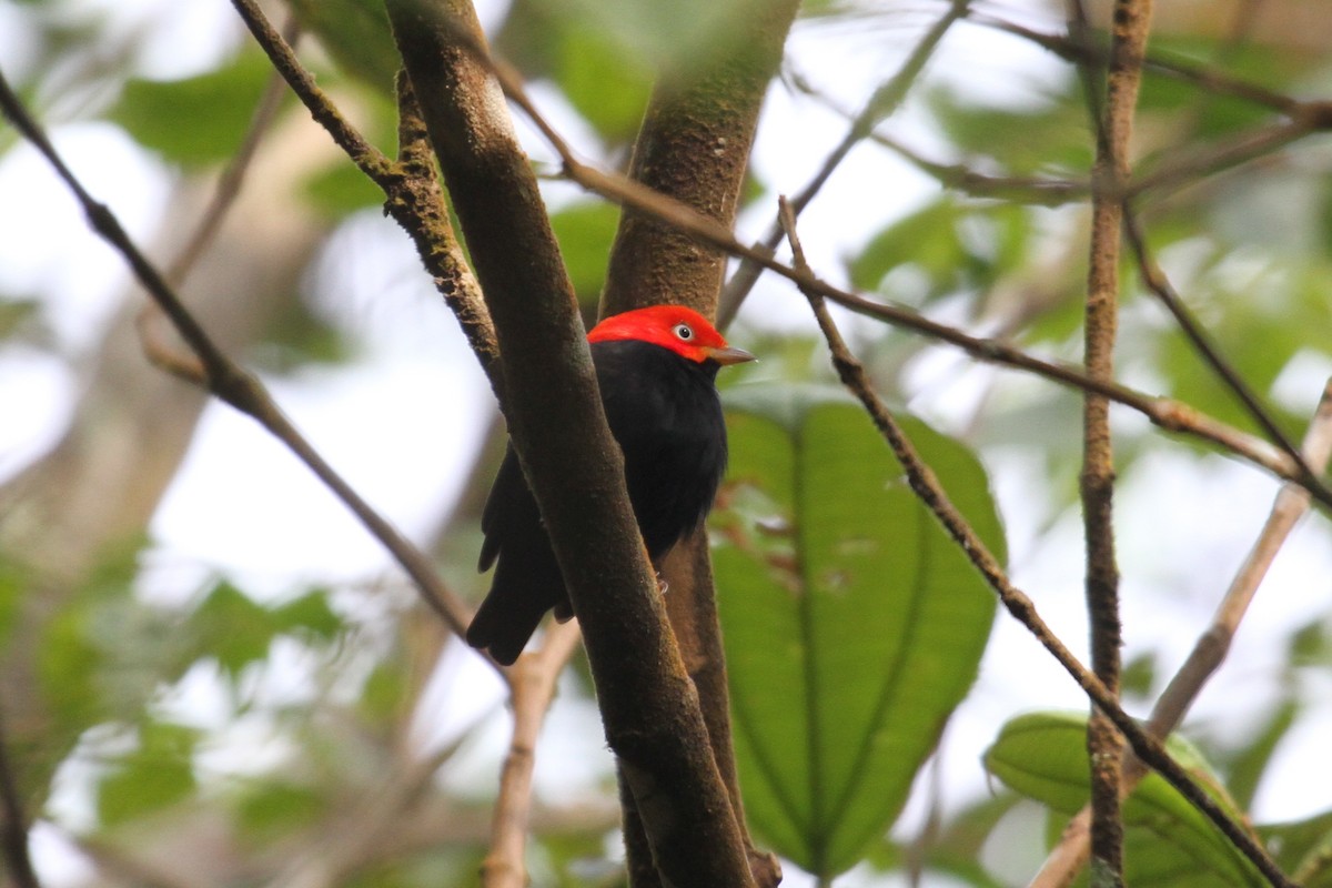 Red-capped Manakin - ML286627381