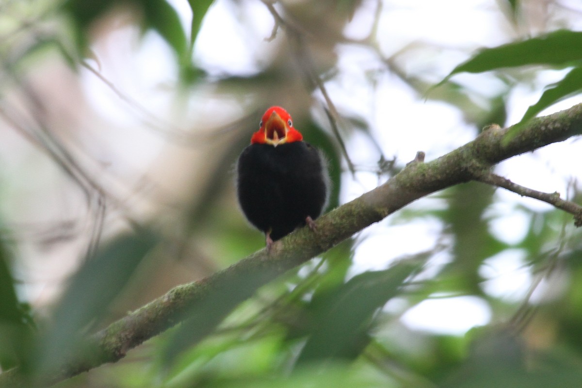 Red-capped Manakin - ML286627431