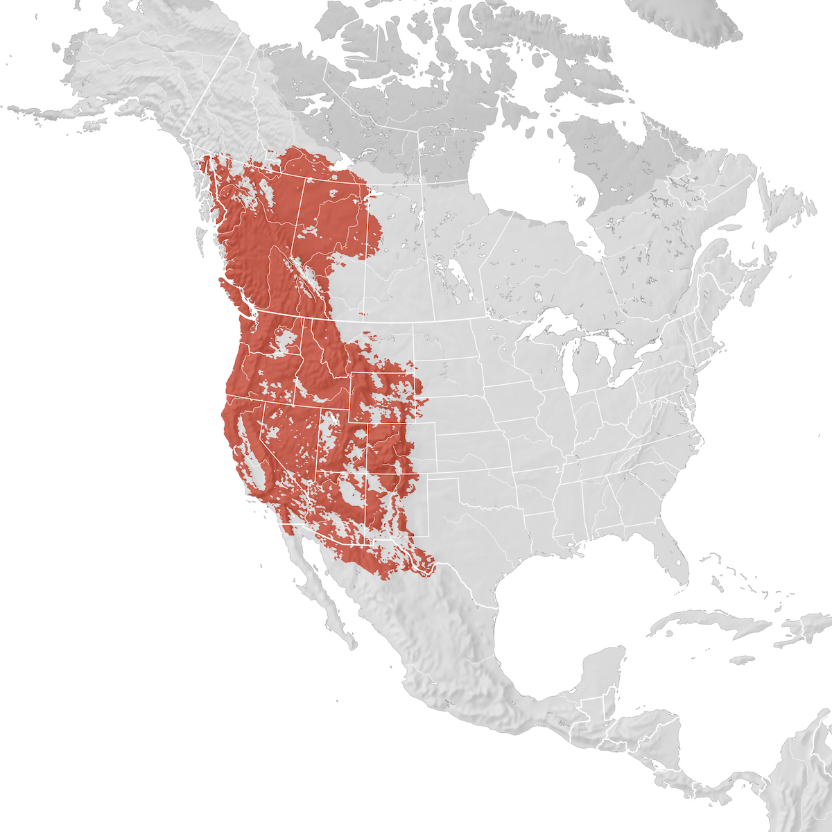 Western Tanager Range map Breeding eBird Status and Trends