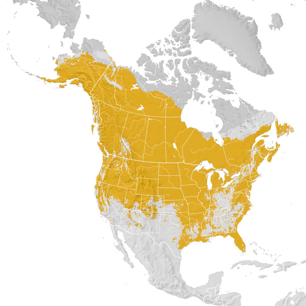 American Bald Eagle Map