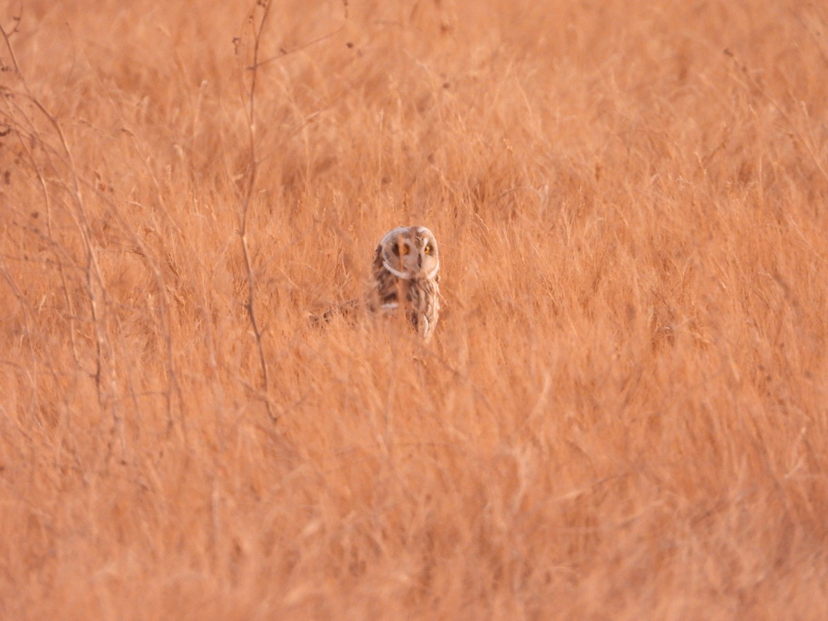 Short-eared Owl - Mark Nolen