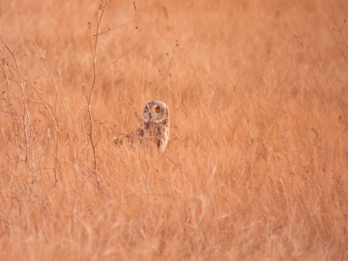 Short-eared Owl - ML286630701