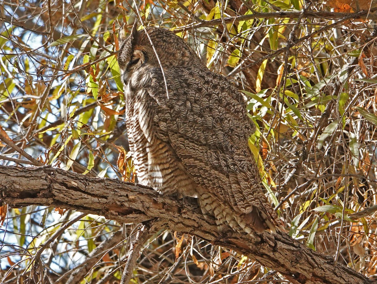 Great Horned Owl - ML286631051