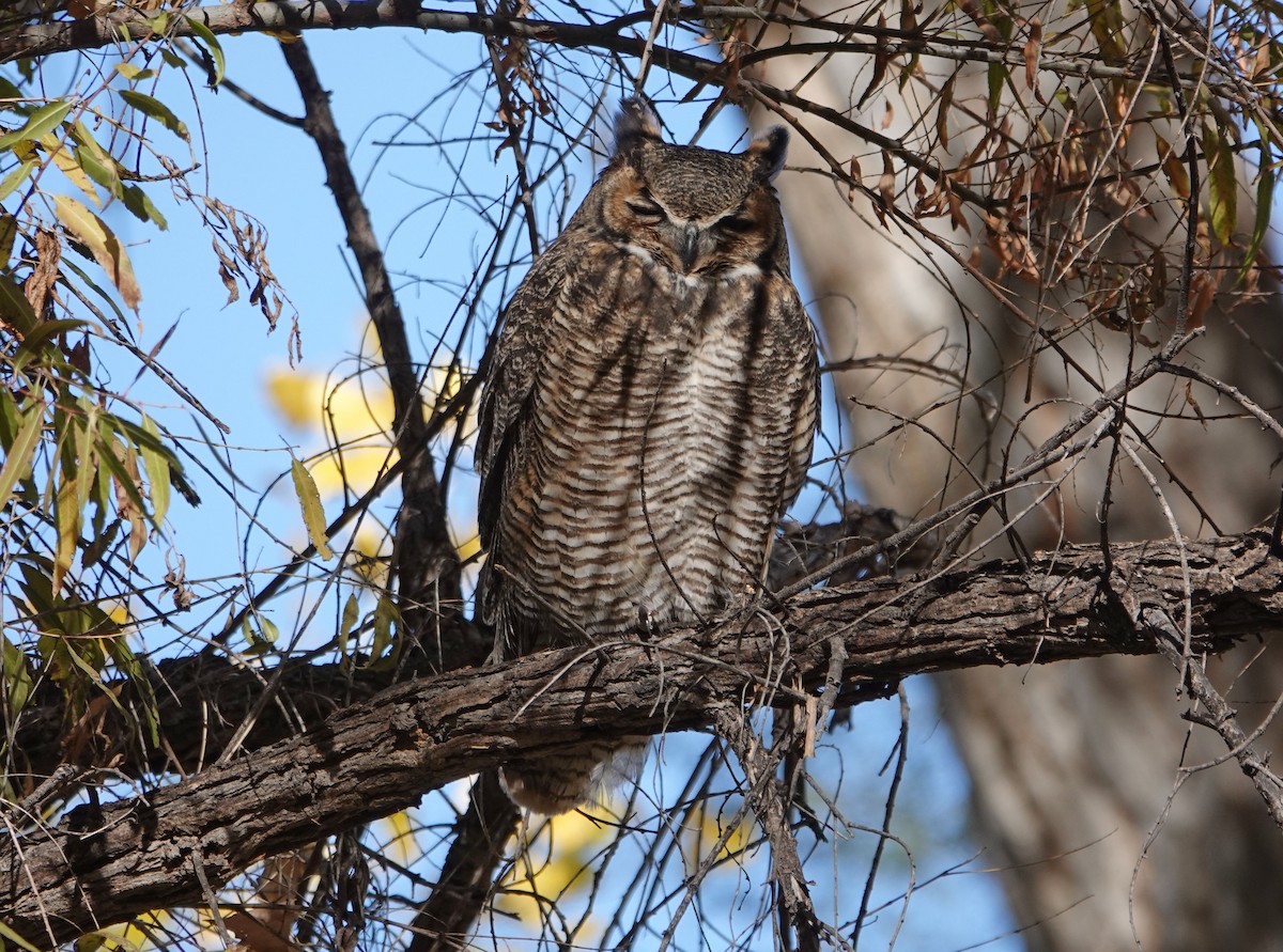 Great Horned Owl - ML286631401