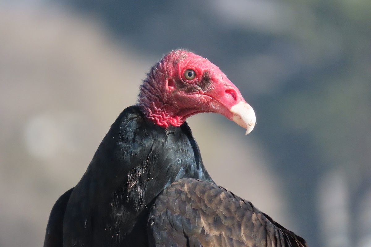 Turkey Vulture - ML286634401