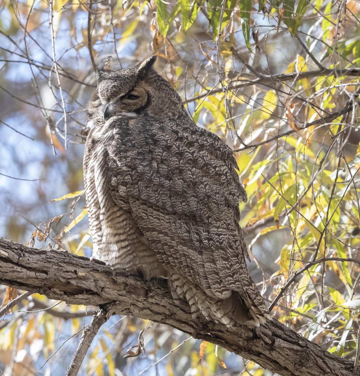Great Horned Owl - ML286635331