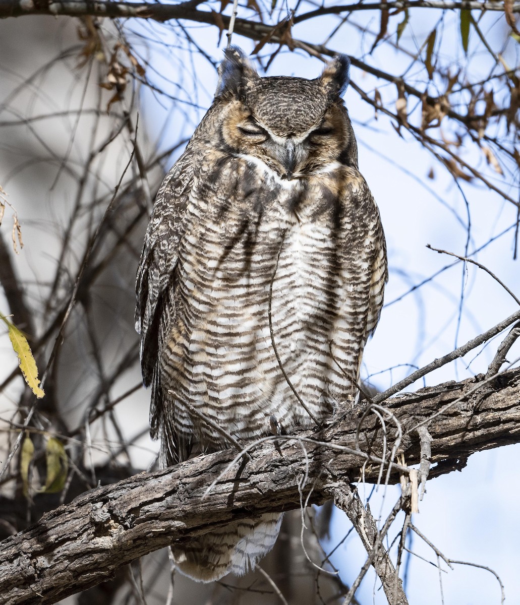 Great Horned Owl - ML286635471