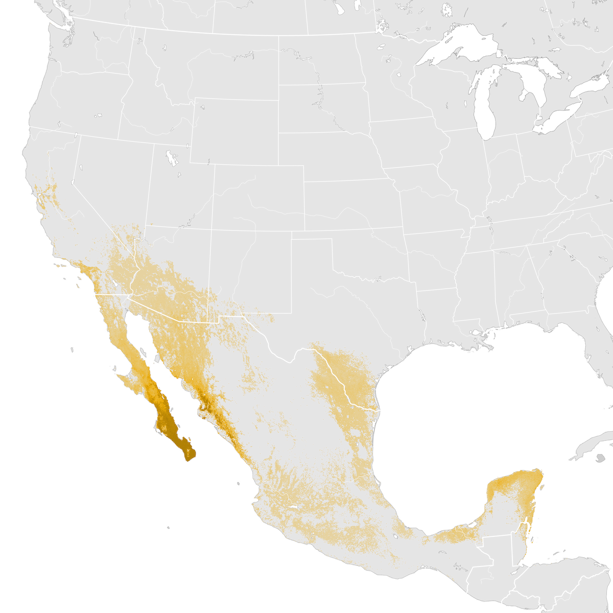 Hooded Oriole - Abundance map: Post-breeding migration - eBird Status ...