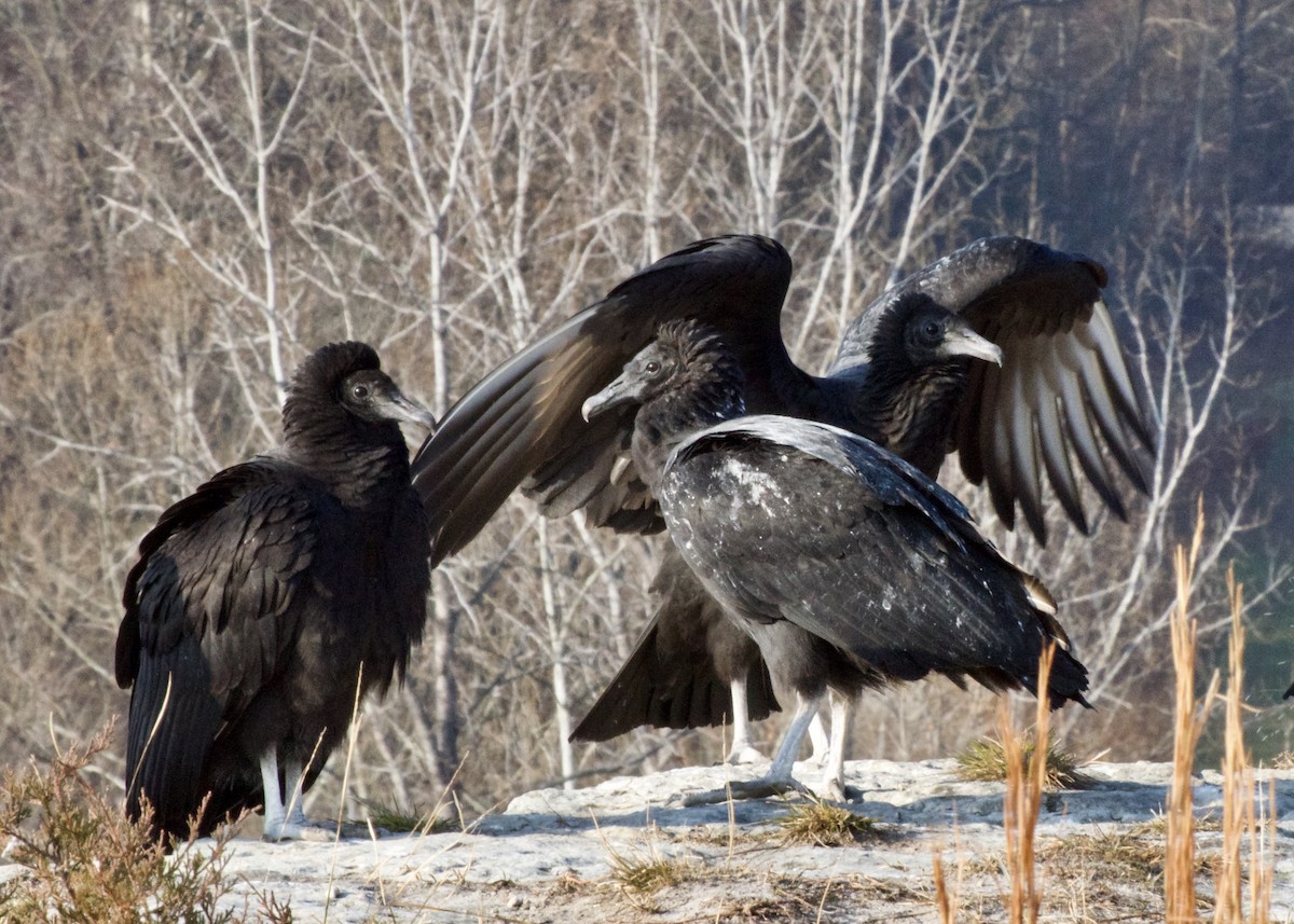 Black Vulture - ML286638711