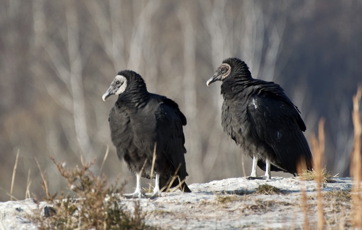 Black Vulture - ML286638721
