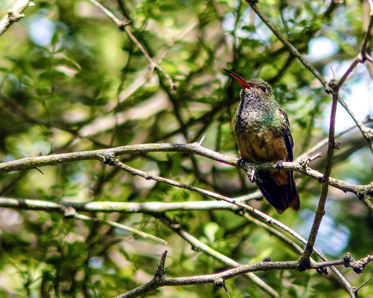 Buff-bellied Hummingbird - ML286649131