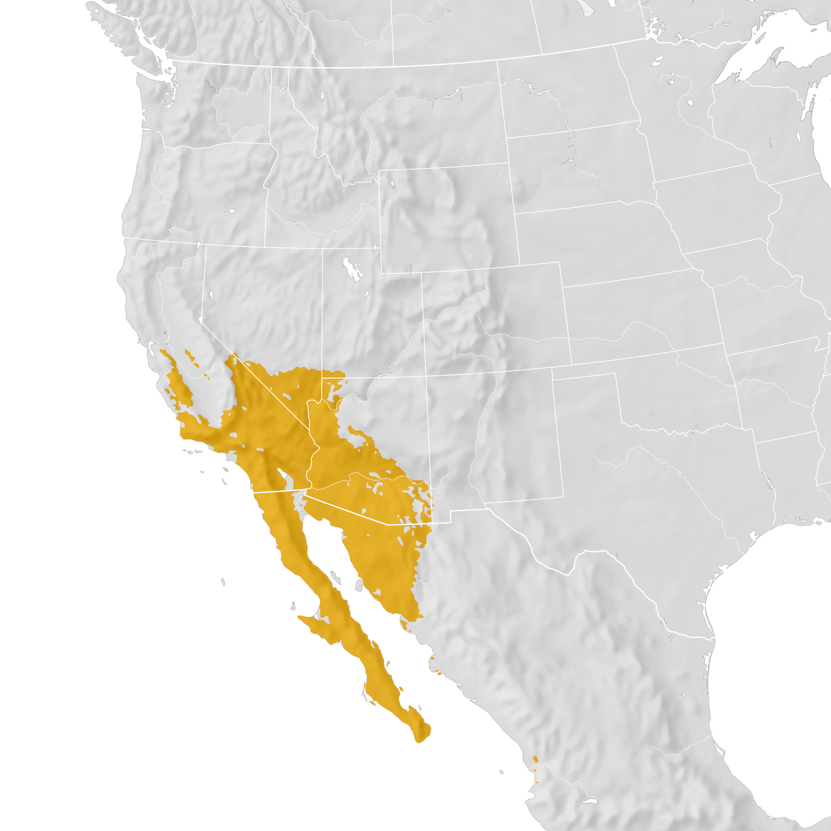 Costa's Hummingbird - Range map: Pre-breeding migration - eBird Status ...