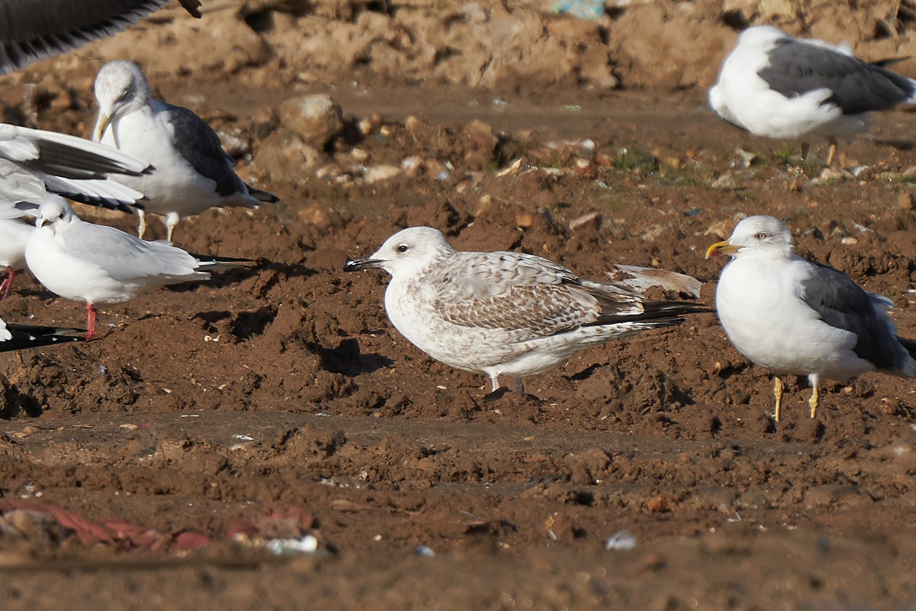 Herring x Caspian Gull (hybrid) eBird