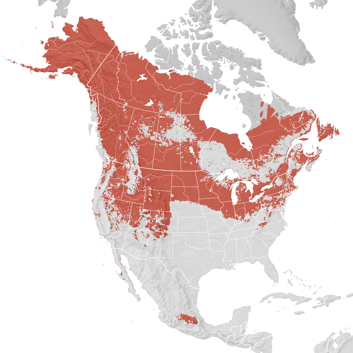 Savannah Sparrow Range Map Breeding Ebird Status And Trends