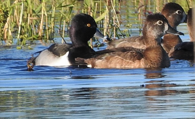 Ring-necked Duck - Jin Park