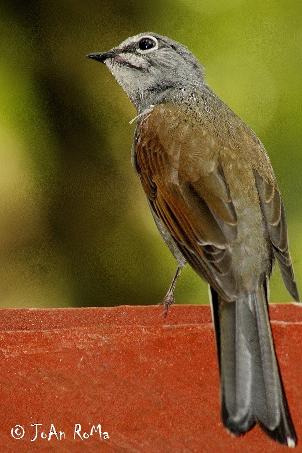 Brown-backed Solitaire - ML28666331