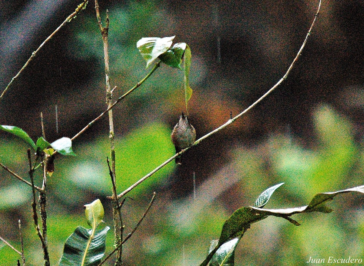 Speckled Hummingbird - ML286667601
