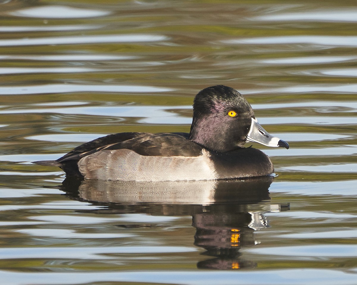 Ring-necked Duck - ML286668361