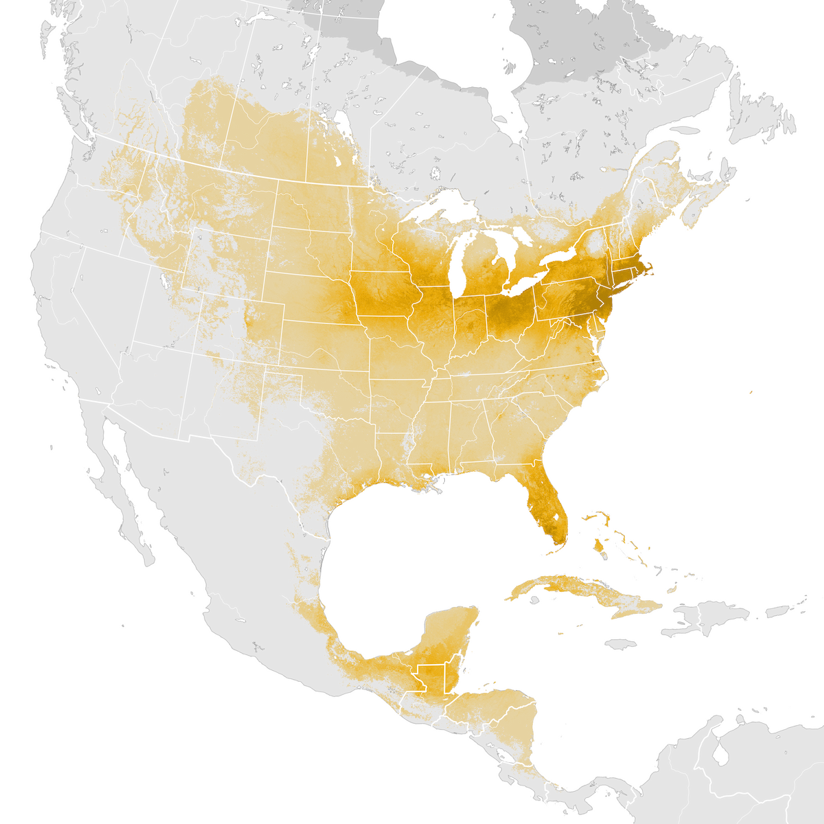 Gray Catbird Abundance map Prebreeding migration eBird Status and