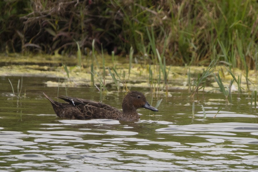 Mallard X Brown Teal (hybrid) - Ebird