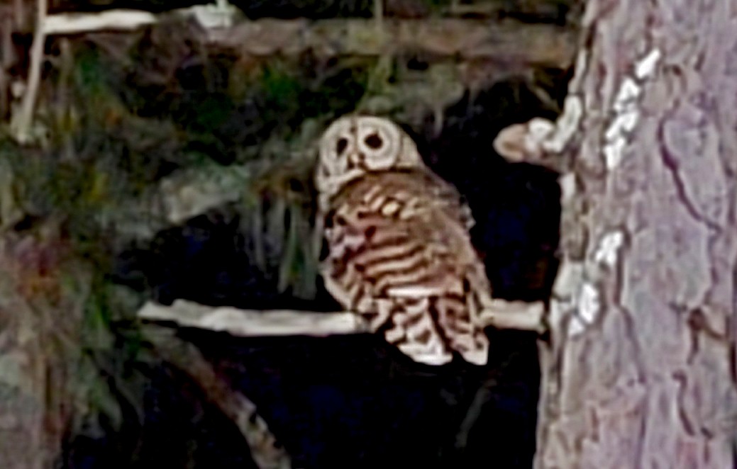 Barred Owl - ML286670401