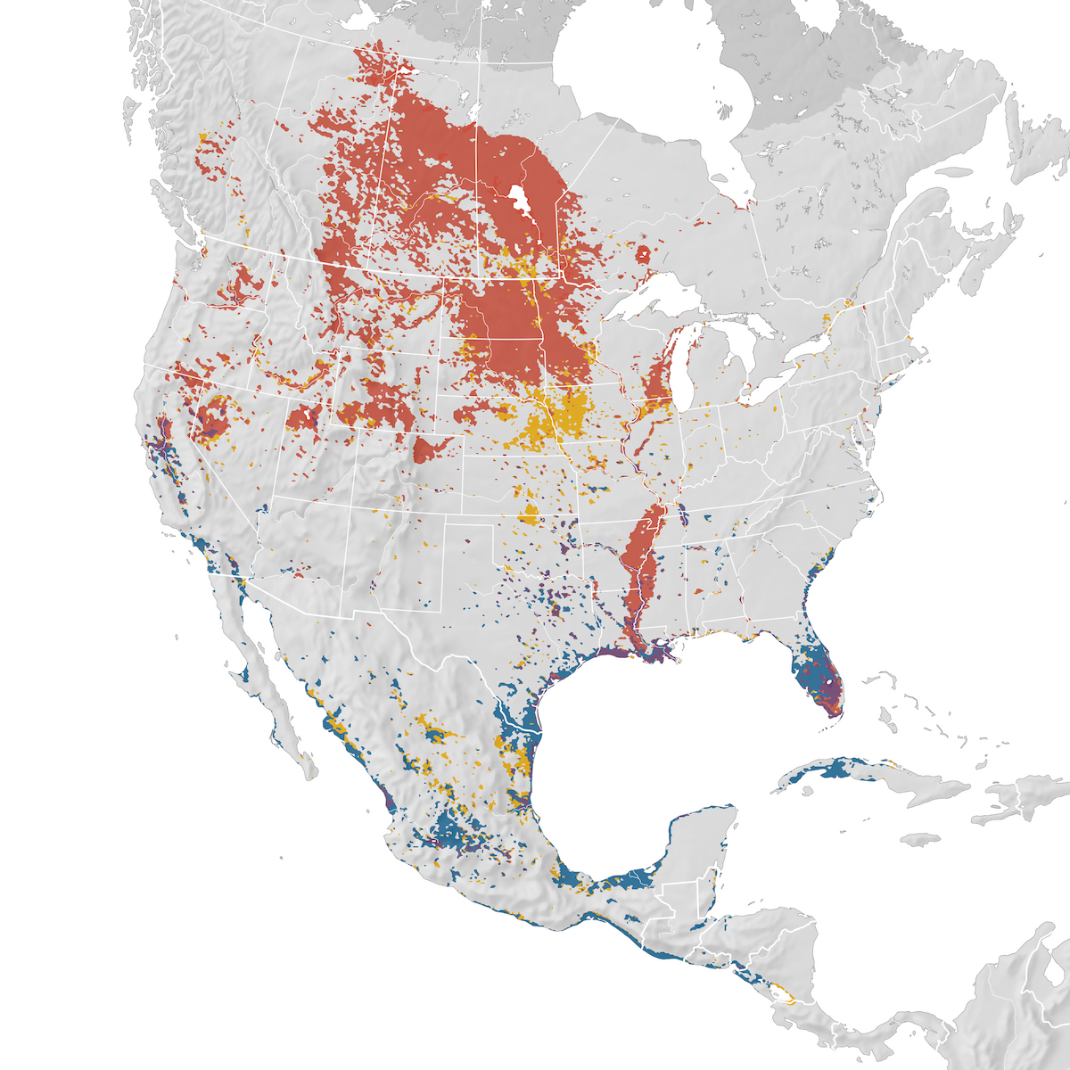 American White Pelican - Range map - eBird Status and Trends