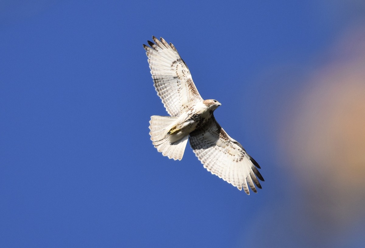 Red-tailed Hawk - ML286671751