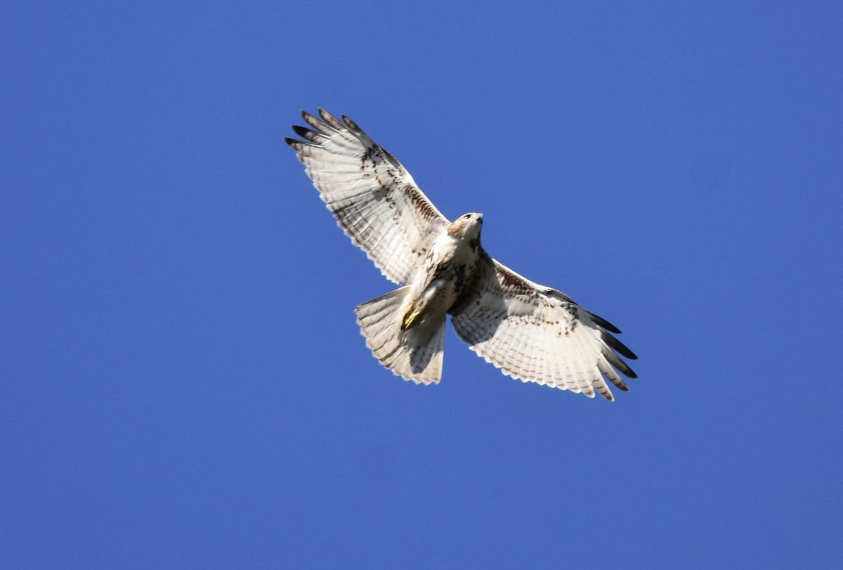 Red-tailed Hawk - ML286671761