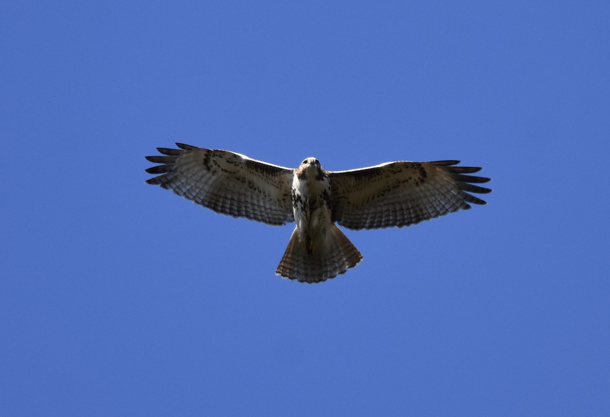 Red-tailed Hawk - ML286671771