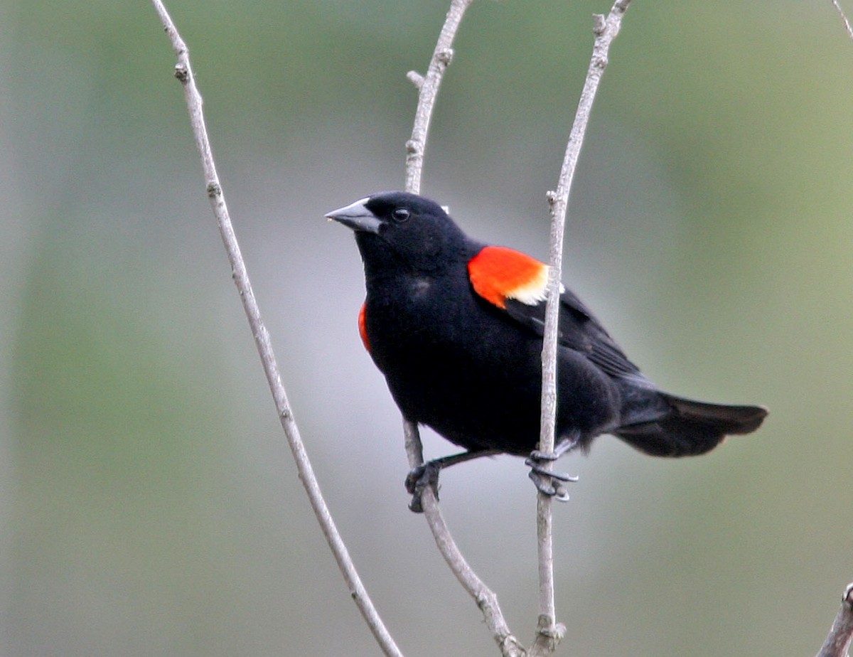 Red-winged Blackbird - Ed Sharron